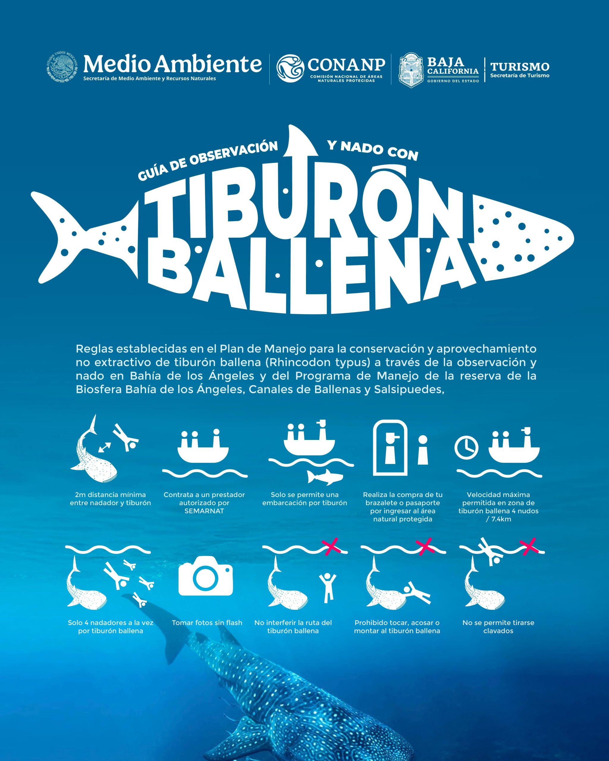 tiburón ballena
